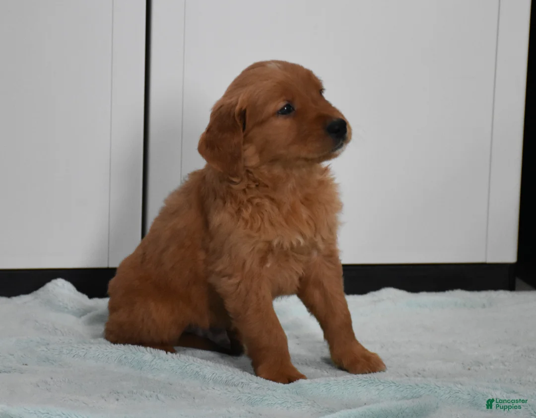 Golden Retriever dogs for sale: Tucker Genetic/OFA - Ad 2