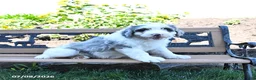Mini Bernedoodle dogs for sale: Lily - Ad 3