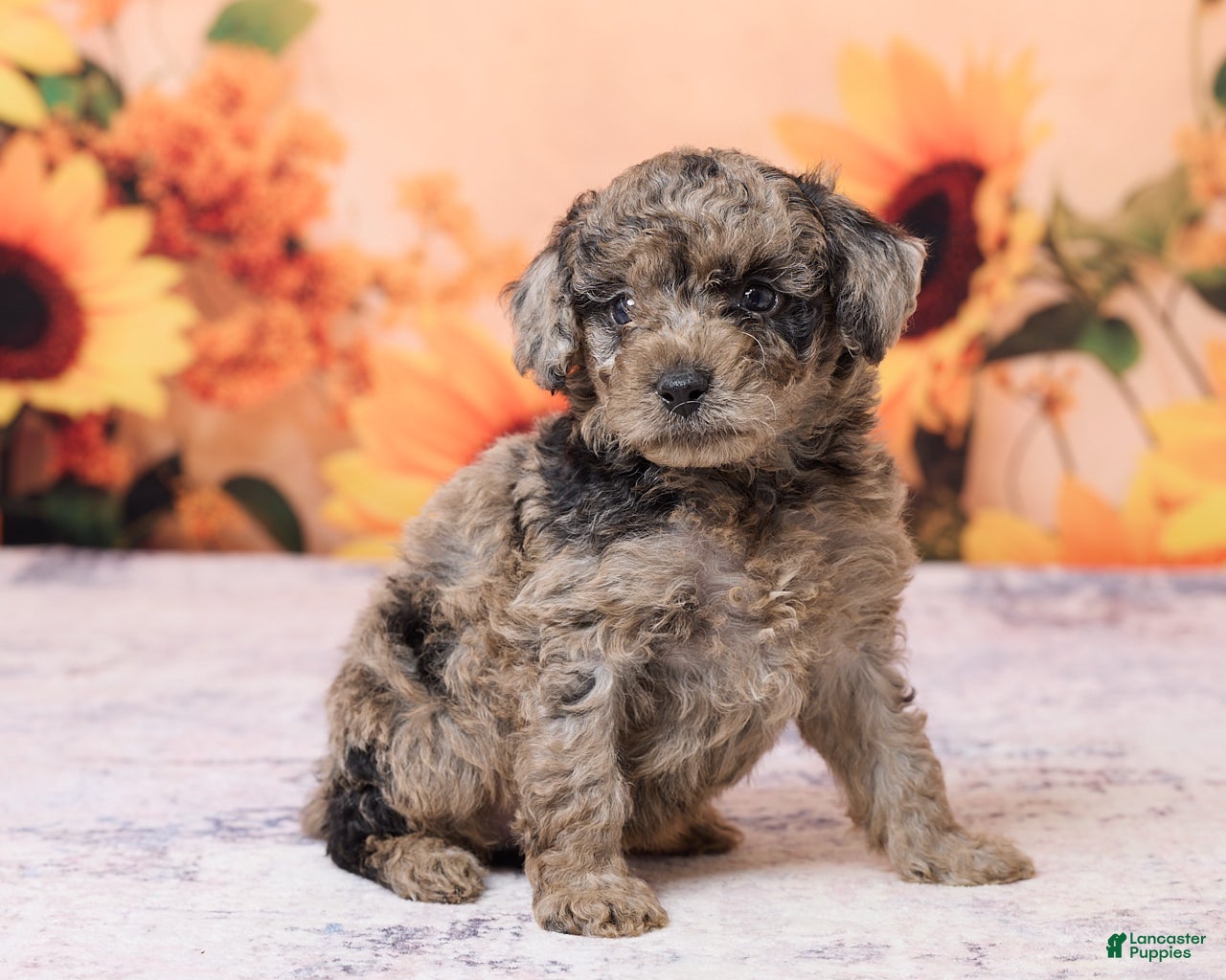 Mini Aussiedoodle dogs Andy - Ad 2