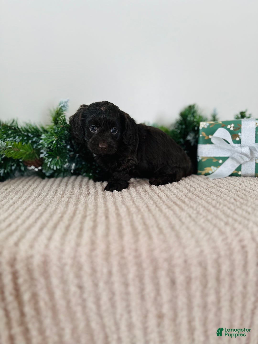 Mixed Breed dogs for sale: Rudolph - Ad 6