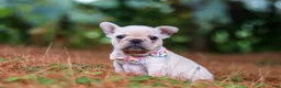 French Bulldog dogs for sale: Sophie - Ad 8