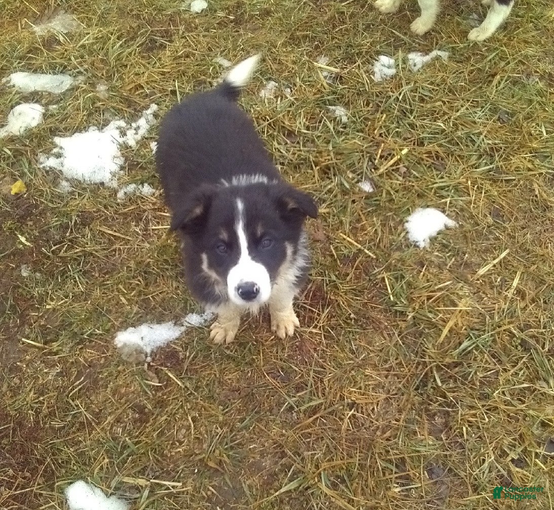 Border Collie dogs Squirt - Ad 1