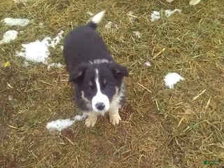 Border Collie dogs for sale: Squirt - Ad 2