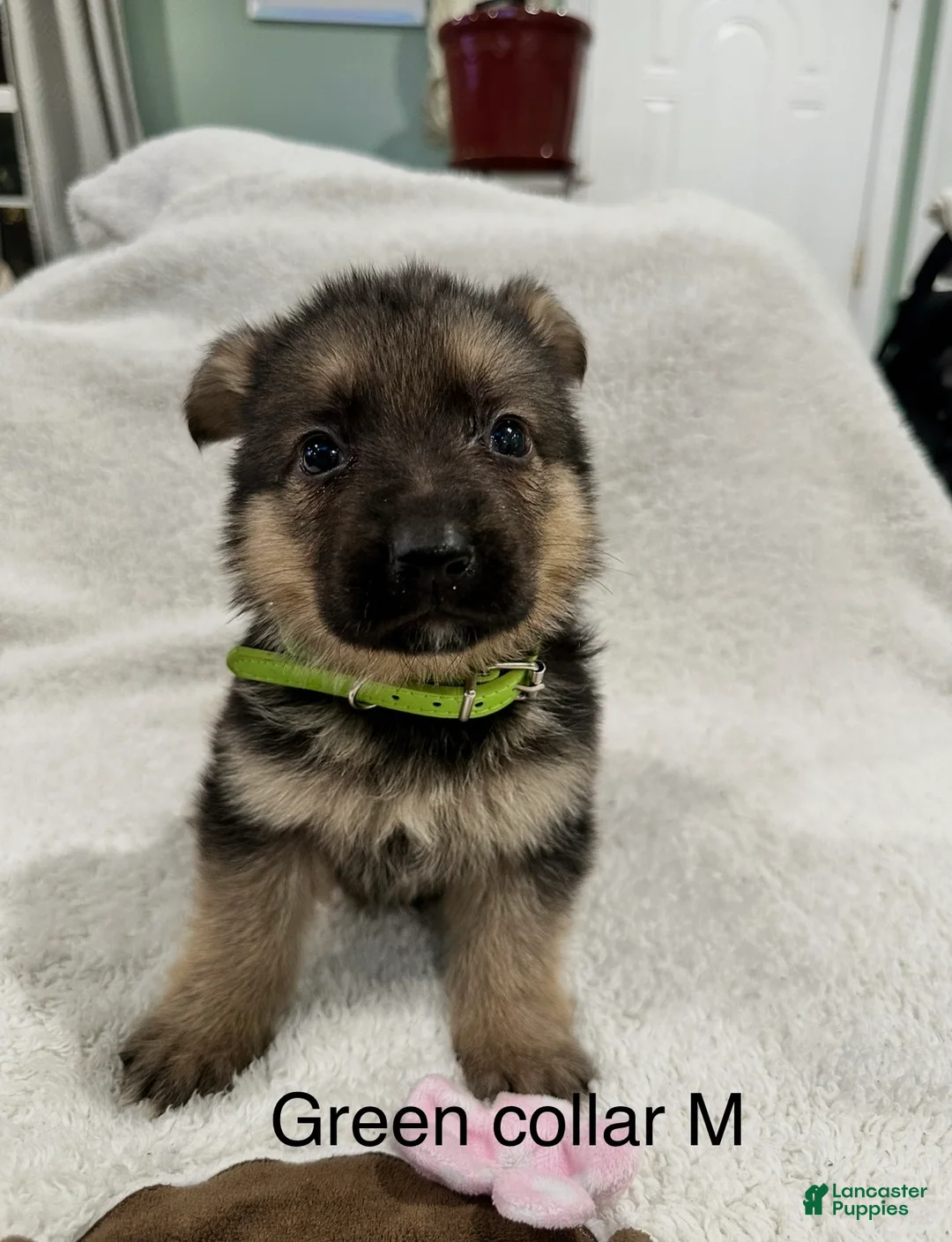 German Shepherd dogs for sale: German Shepherd Puppy 6 - Ad 1