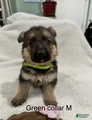 German Shepherd Puppy 6