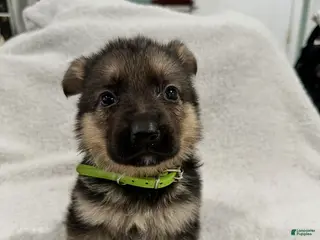 German Shepherd dogs German Shepherd Puppy 6 - Ad 21