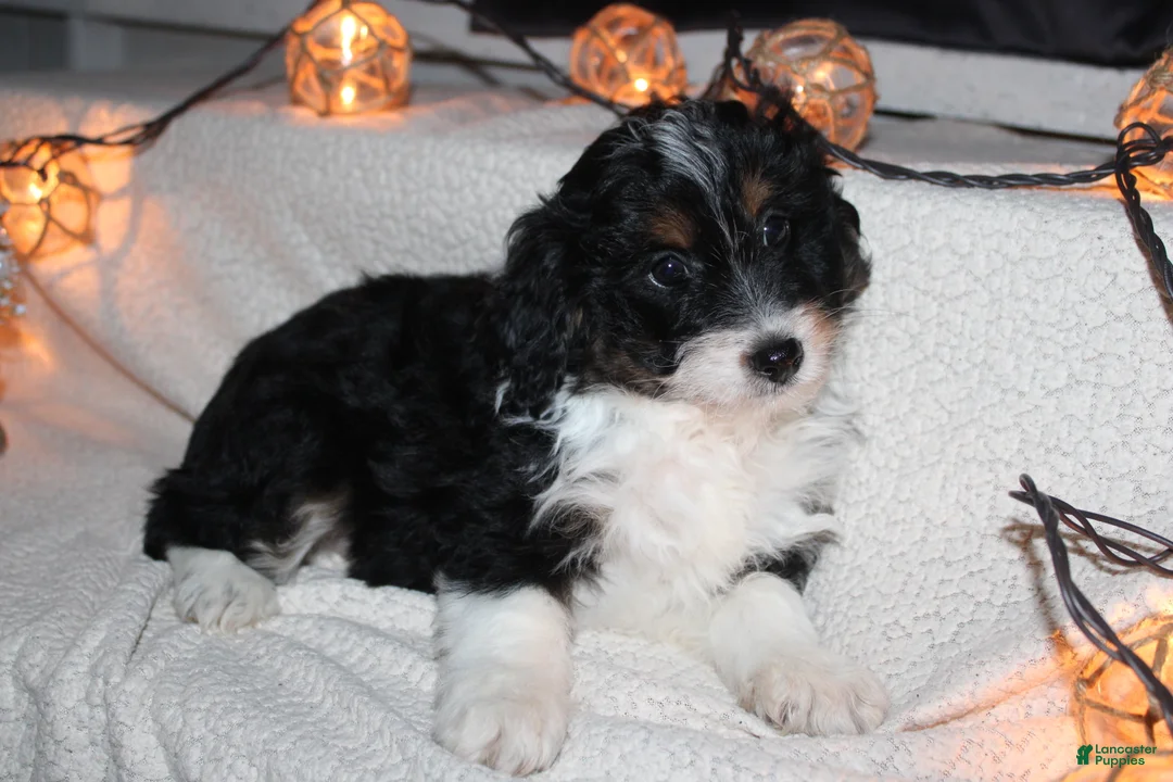 Mini Aussiedoodle dogs for sale: Mini Aussiedoodle Puppy 1 - Ad 5