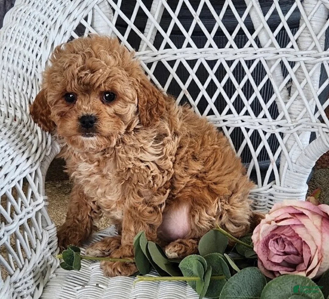 Cavapoo dogs for sale: Gracie - Ad 5
