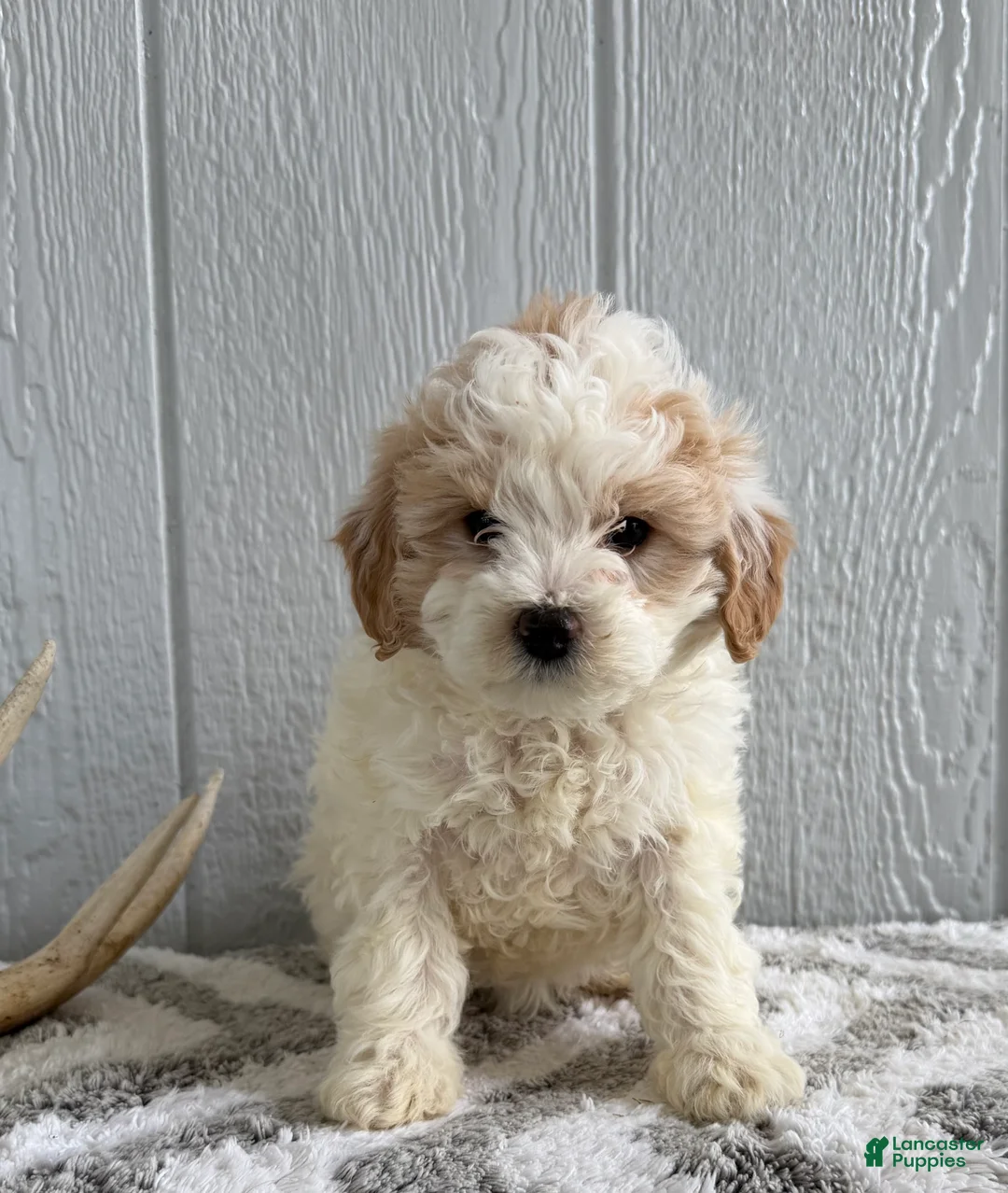 Mini Goldendoodle dogs for sale: Remi  - Ad 1