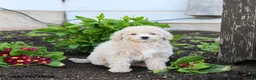 Miniature Labradoodle dogs for sale: Julie  - Ad 3