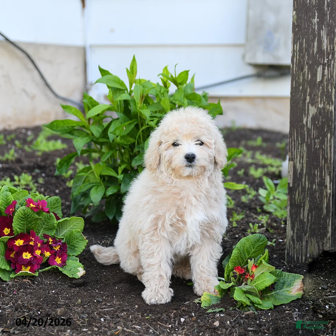 Miniature Labradoodle dogs for sale: Julie  - Ad 3