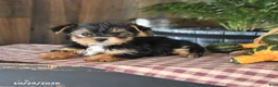 Yorkshire Terrier dogs for sale: Devin - Ad 3