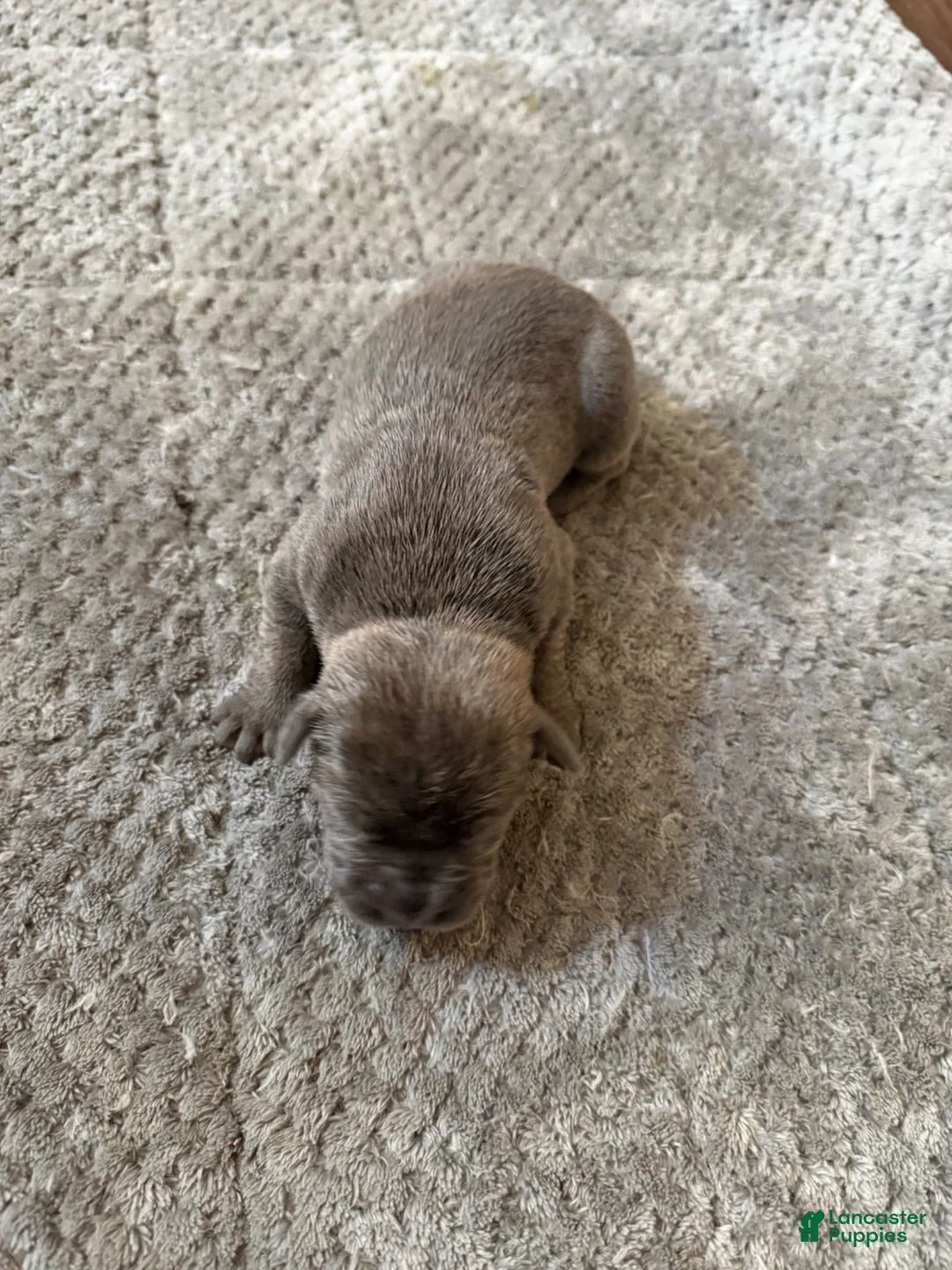 Cane Corso dogs for sale: Cane Corso Puppy 9 - Ad 2