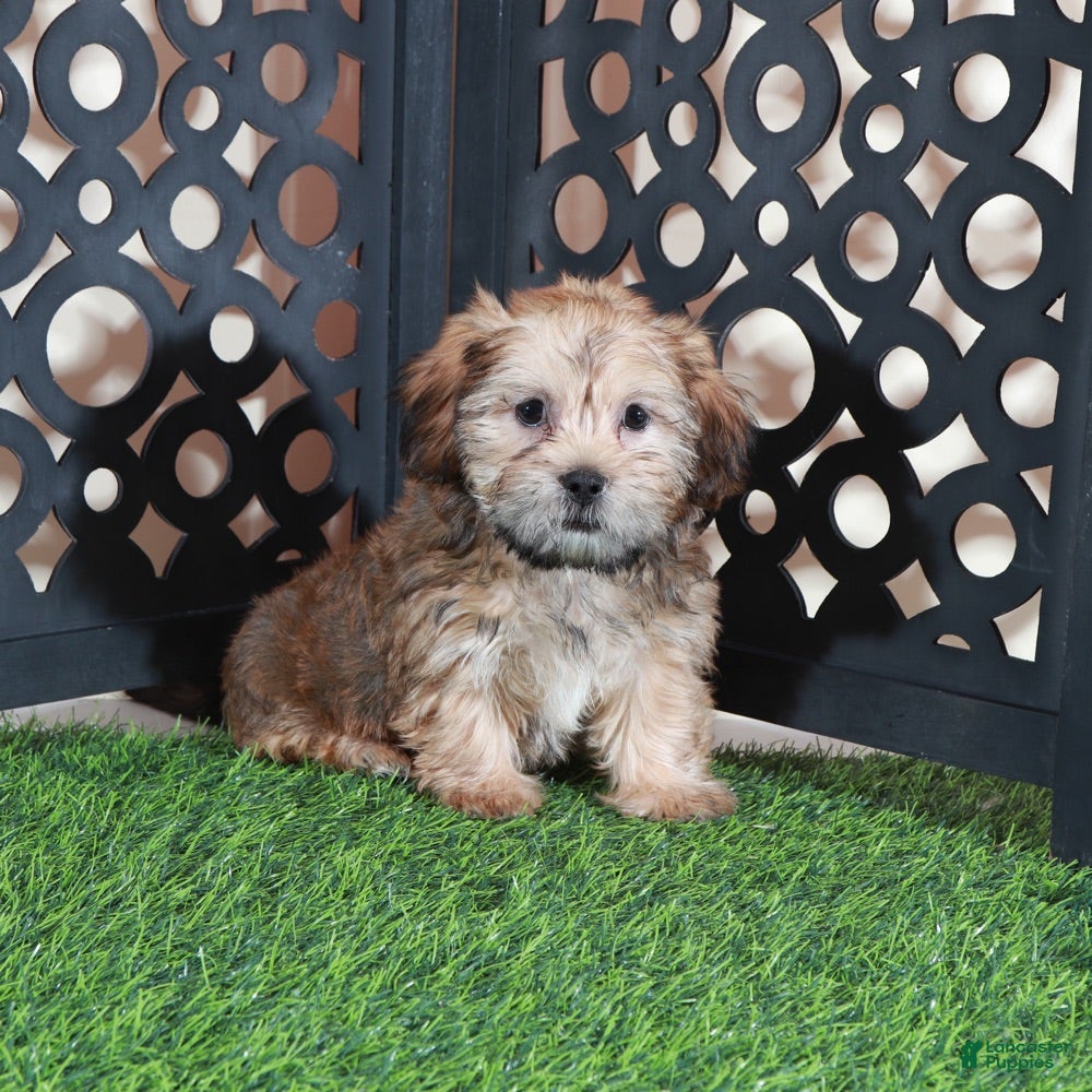 Shorkie dogs Mickey Happy Male Shorkie Puppy - Ad 1