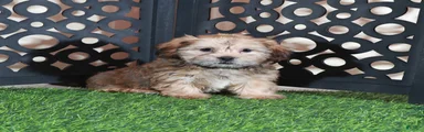 Mickey Happy Male Shorkie Puppy