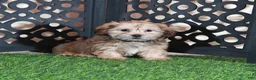 Shorkie dogs for sale: Mickey Happy Male Shorkie Puppy - Ad 1