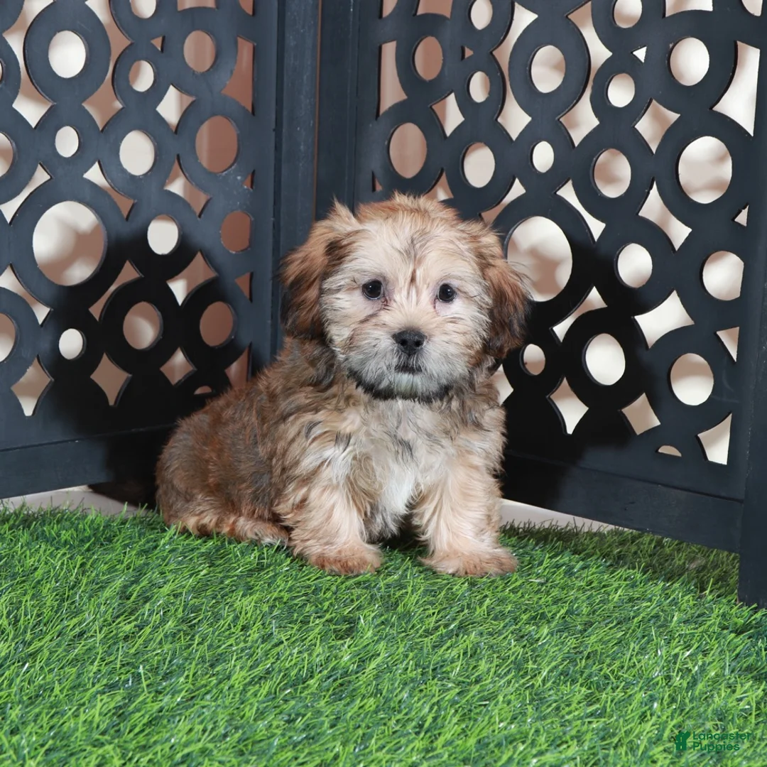 Shorkie dogs for sale: Mickey Happy Male Shorkie Puppy - Ad 1