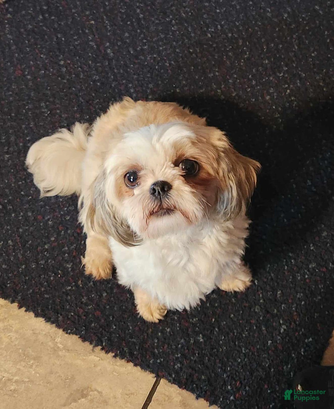 Gallery Image {{count}}