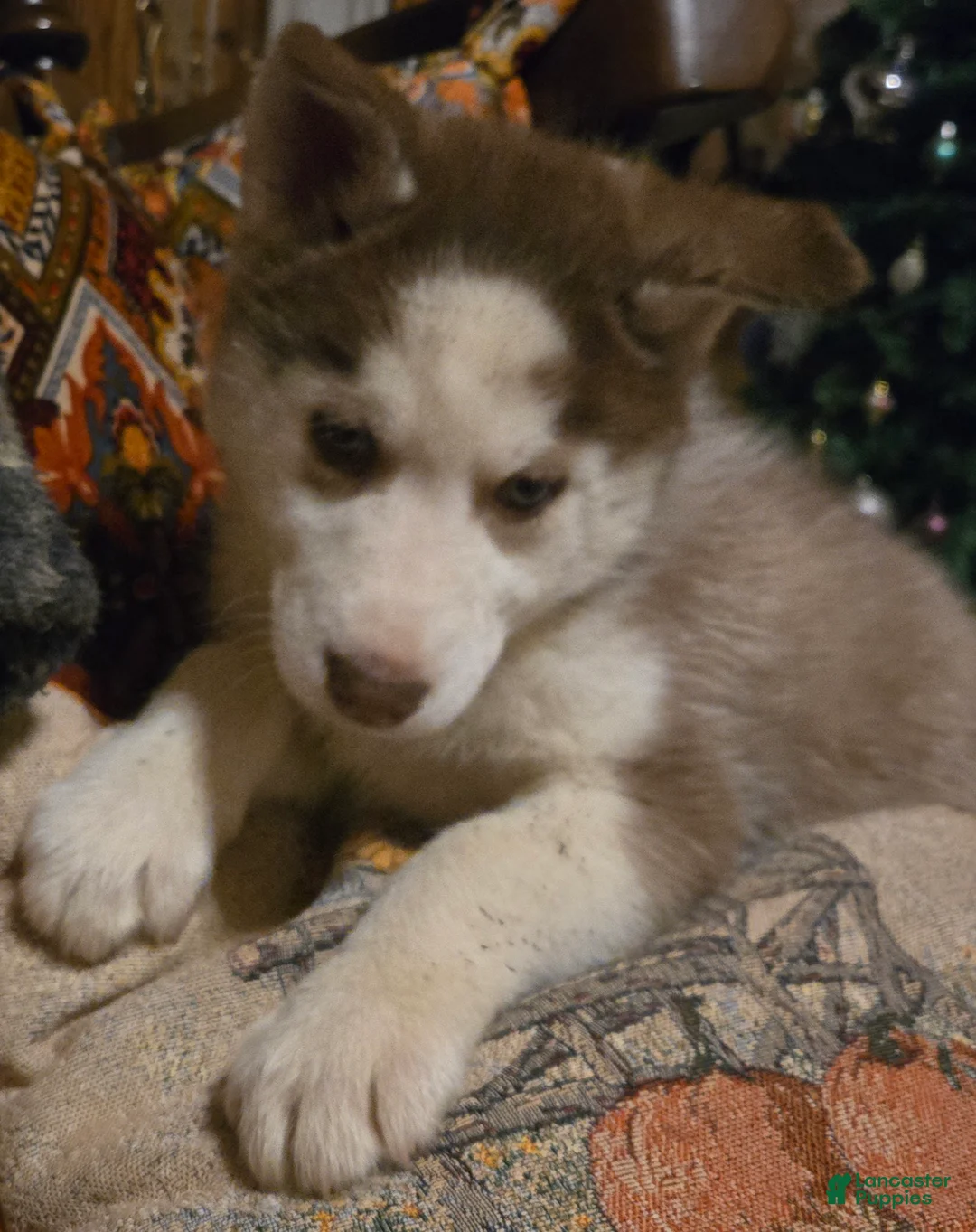 Siberian Husky dogs for sale: Edward - Ad 1