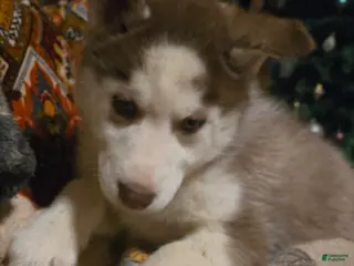 Siberian Husky dogs Edward - Ad 13