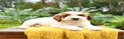 Miniature Poodle dogs for sale: Leo - Ad 3