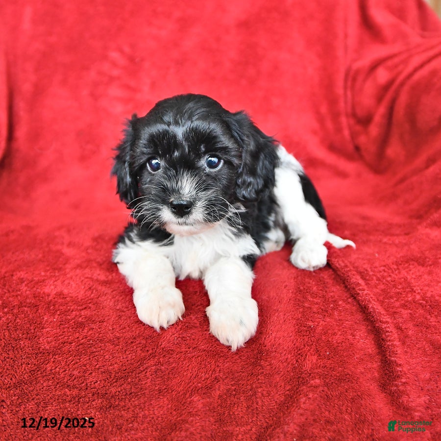 Cavapoo dogs Alexia - Ad 35