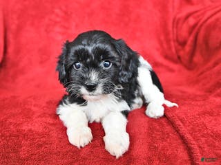 Cavapoo dogs Alexia - Ad 31