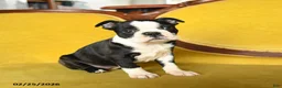 Boston Terrier dogs for sale: Roxie - Ad 3
