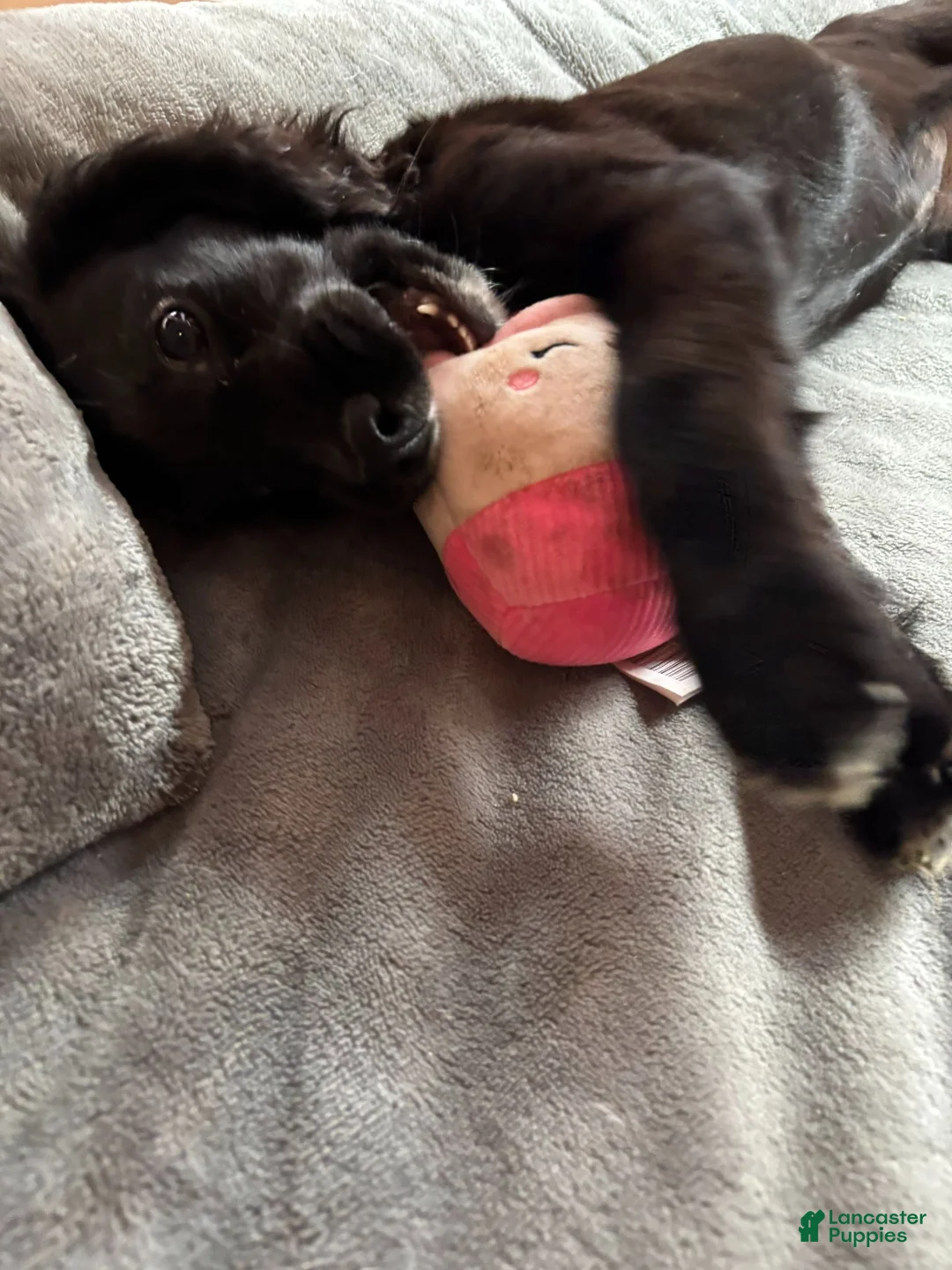 Cocker Spaniel dogs for sale: Ozzy <3 - Ad 2