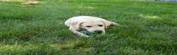 Labrador Retriever dogs for sale: Percival - Ad 5