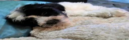 Maltipoo dogs for sale: Bruno - Ad 4