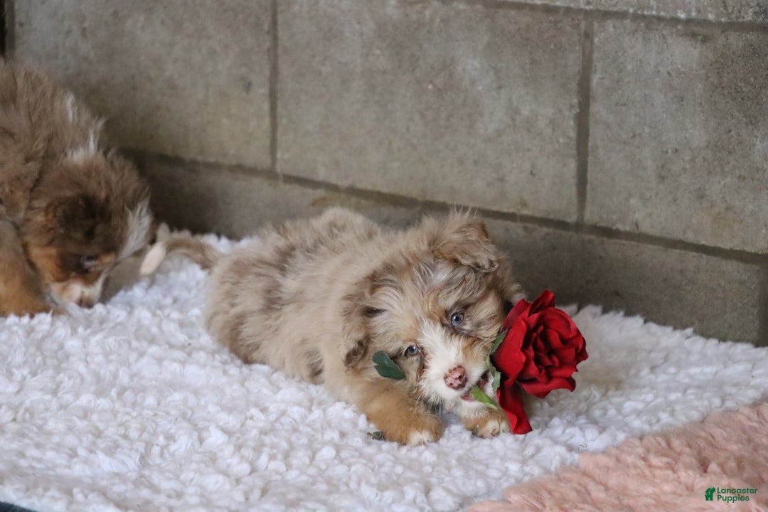 Mixed Breed dogs for sale: Poppy  - Ad 4