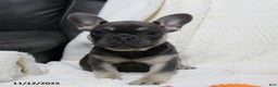 French Bulldog dogs for sale: Ava  - Ad 1
