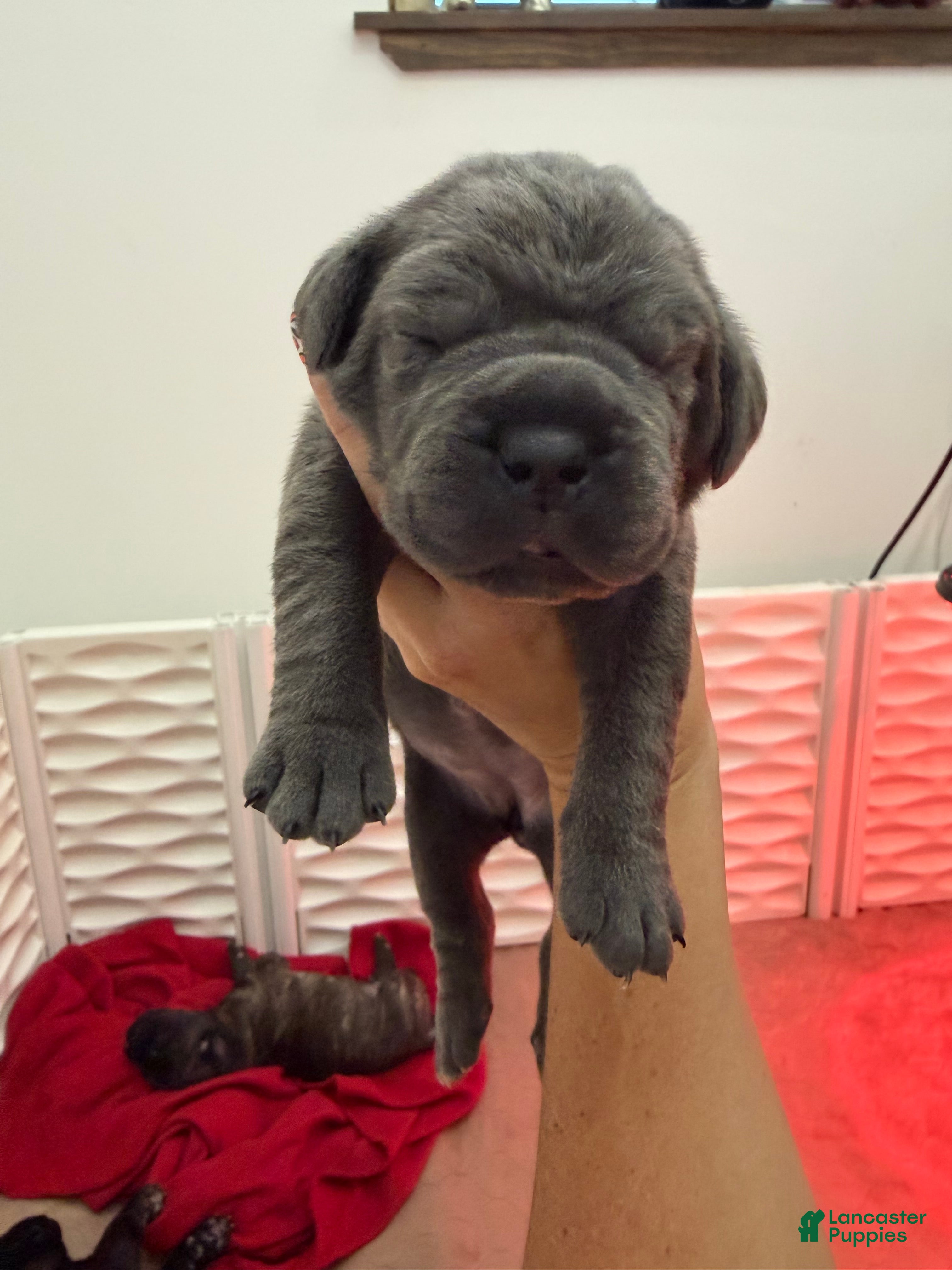 Cane Corso dogs Light Pink Collar - Janice  - Ad 2