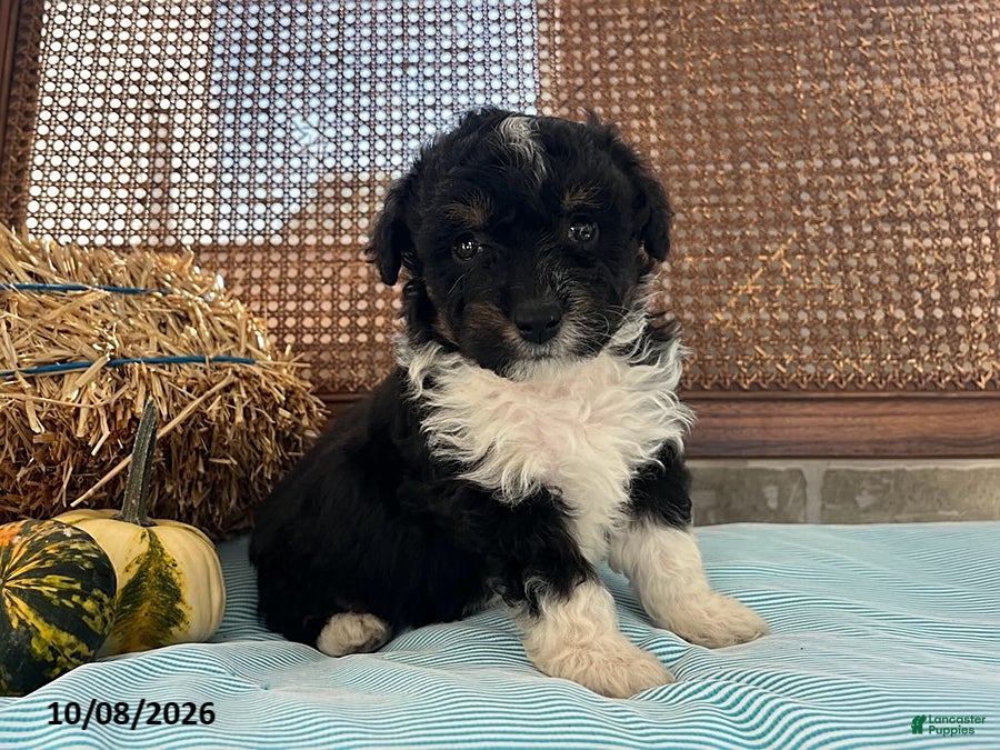 Denver (Aussiedoodle Miniature, Male) in Arthur, IL