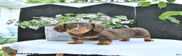 Dachshund dogs for sale: Duke - Ad 2