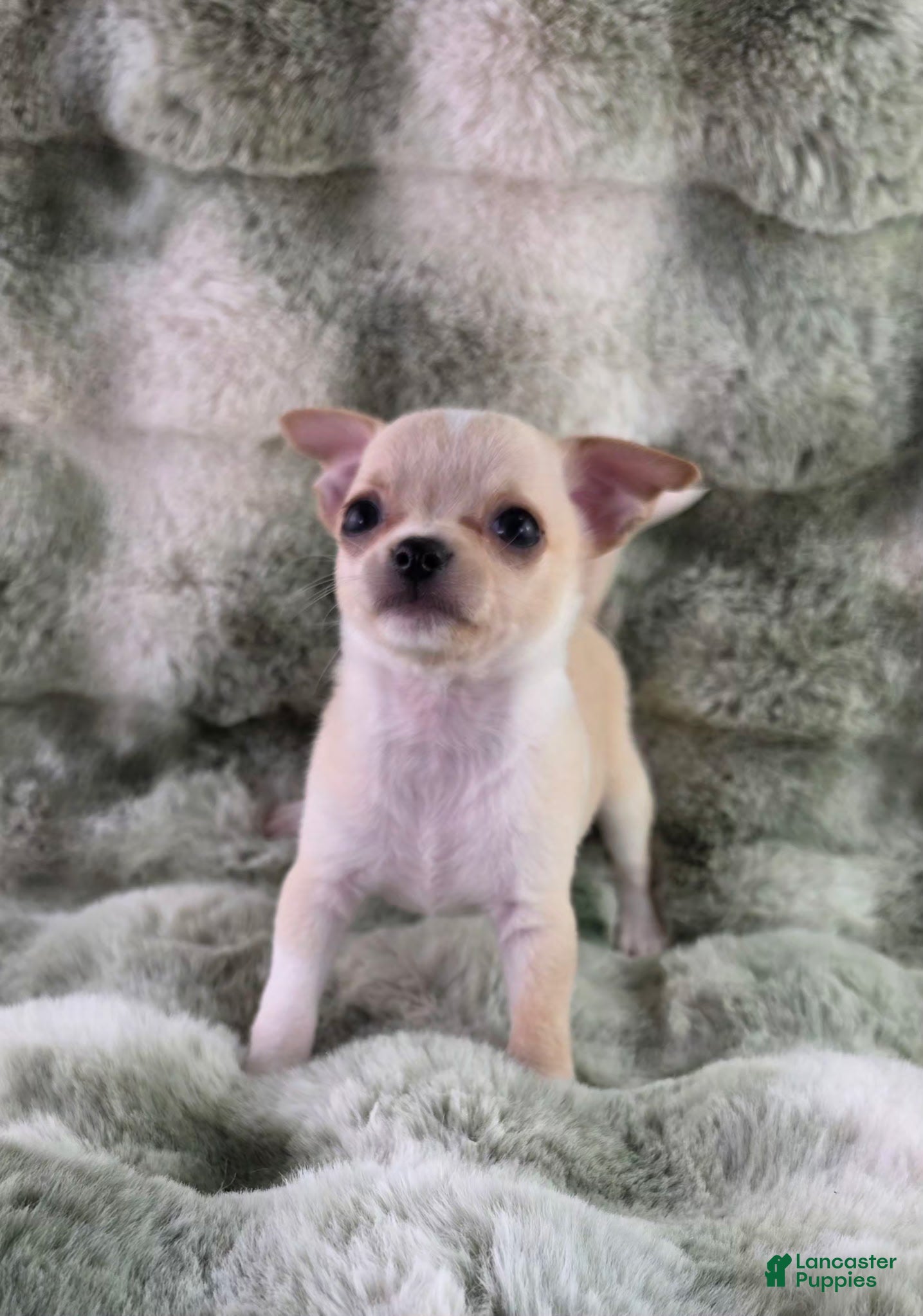 Chihuahua dogs AKC Russell  - Ad 1