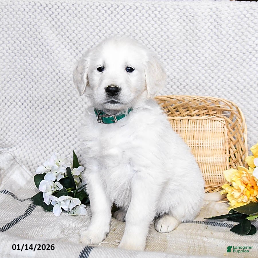 Golden Retriever dogs Shiloh - Ad 12