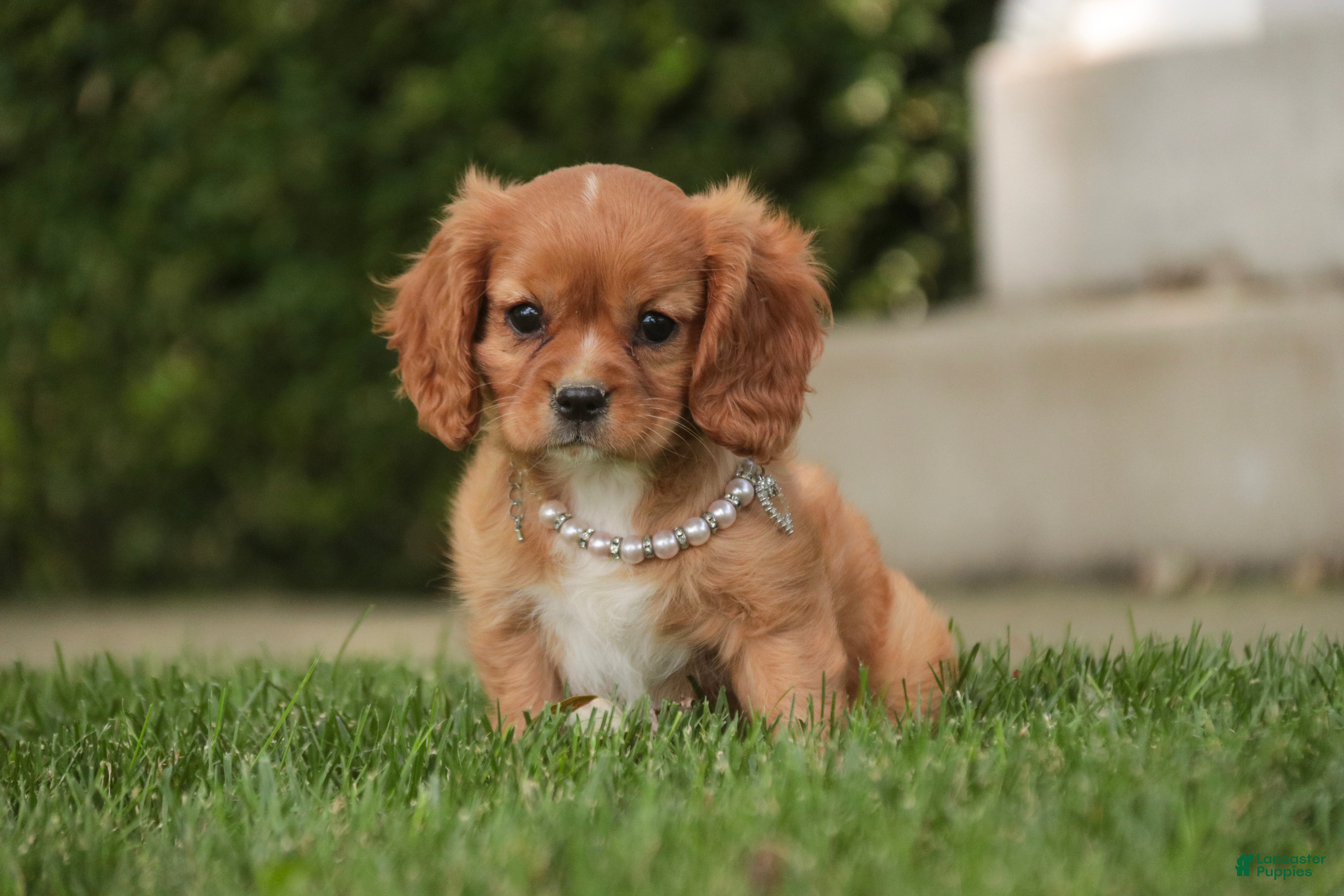 Cavalier King Charles Spaniel dogs Lola Cavalier King Charles Spaniel  - Ad 1