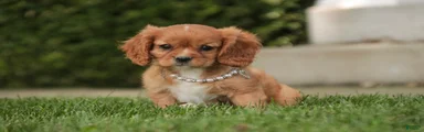 Lola Cavalier King Charles Spaniel 