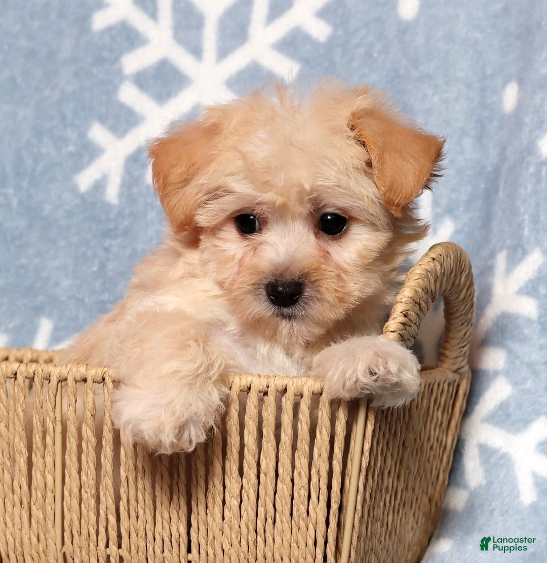 Yochon dogs for sale: Connor - Ad 2