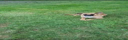 Mixed Breed dogs for sale: Mixed Breed 5 - Ad 2
