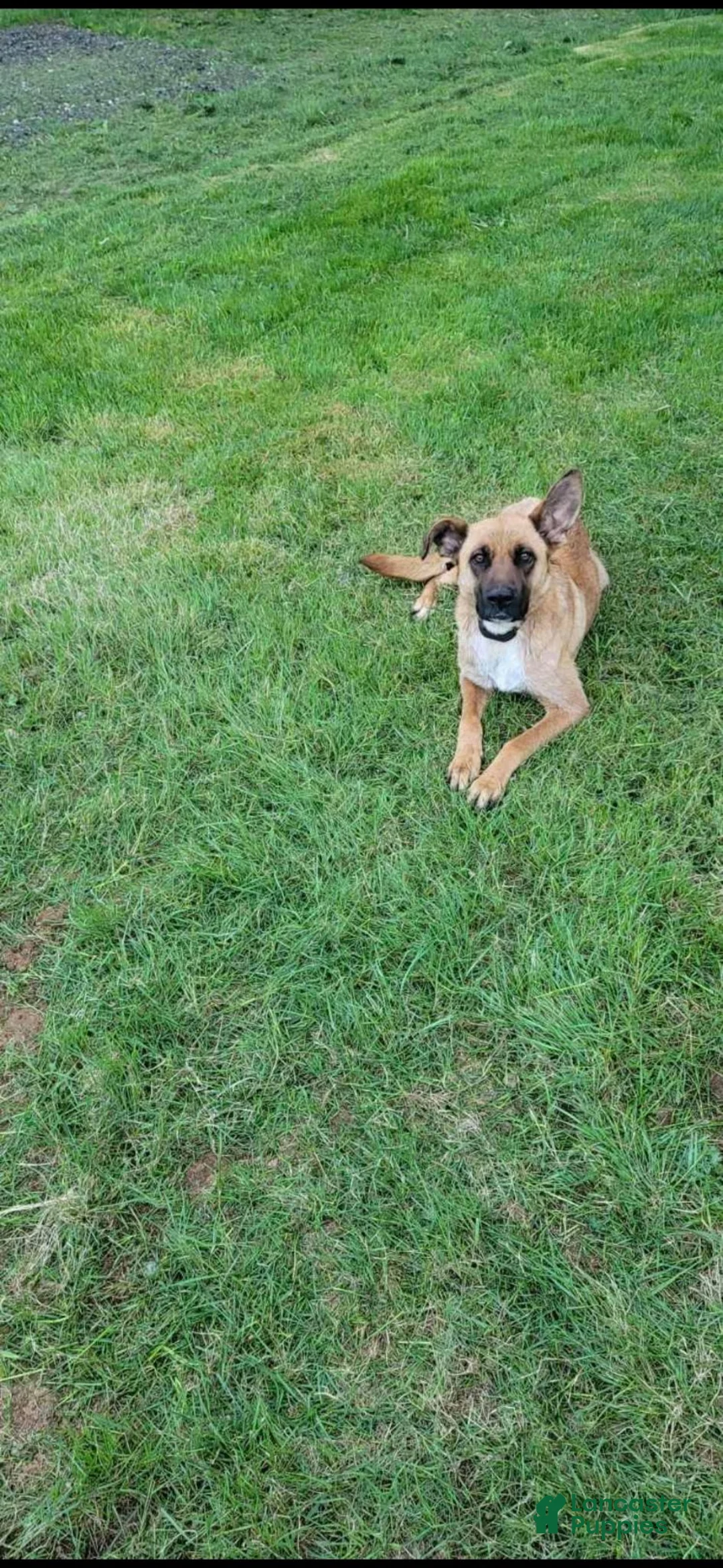 Mixed Breed dogs for sale: Mixed Breed 5 - Ad 2
