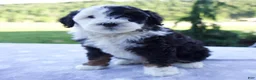 Mini Bernedoodle dogs for sale: Flash - Ad 5
