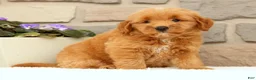 Mini Goldendoodle dogs for sale: Cricket - Ad 4