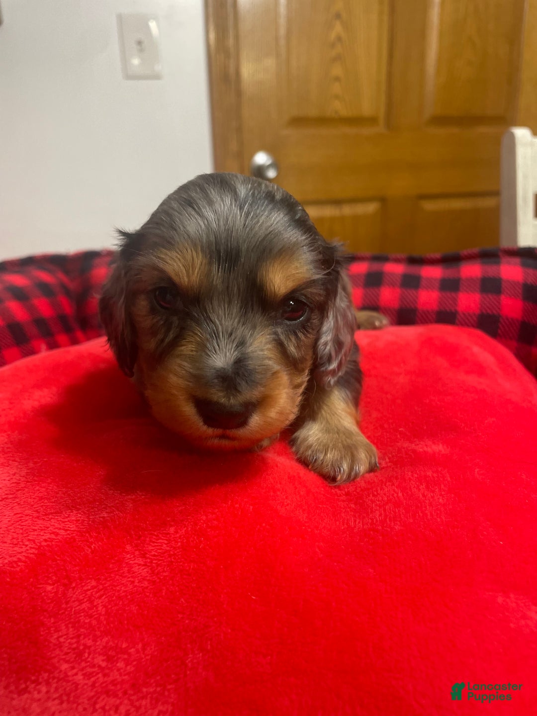 Dachshund dogs for sale: Dachshund Puppy 3 - Ad 5