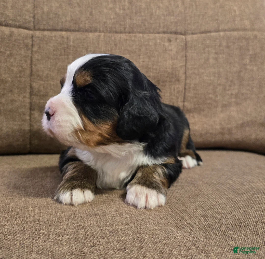 Miniature Bernese Mountain Dog dogs for sale: Cosmopolitan  - Ad 2