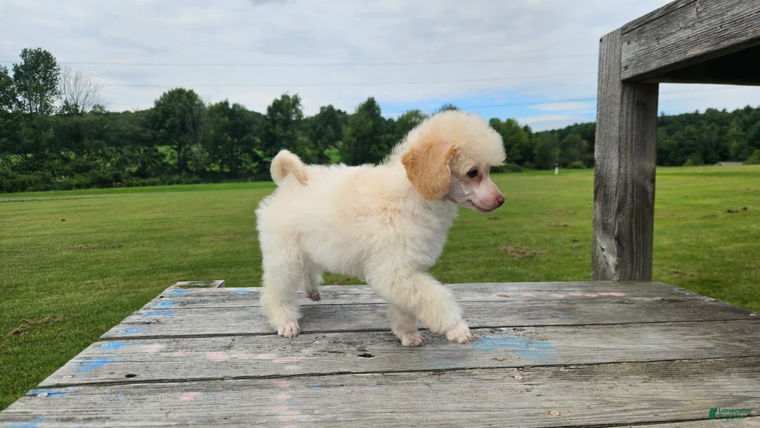 Toy Poodle dogs for sale: Poppy - Ad 2