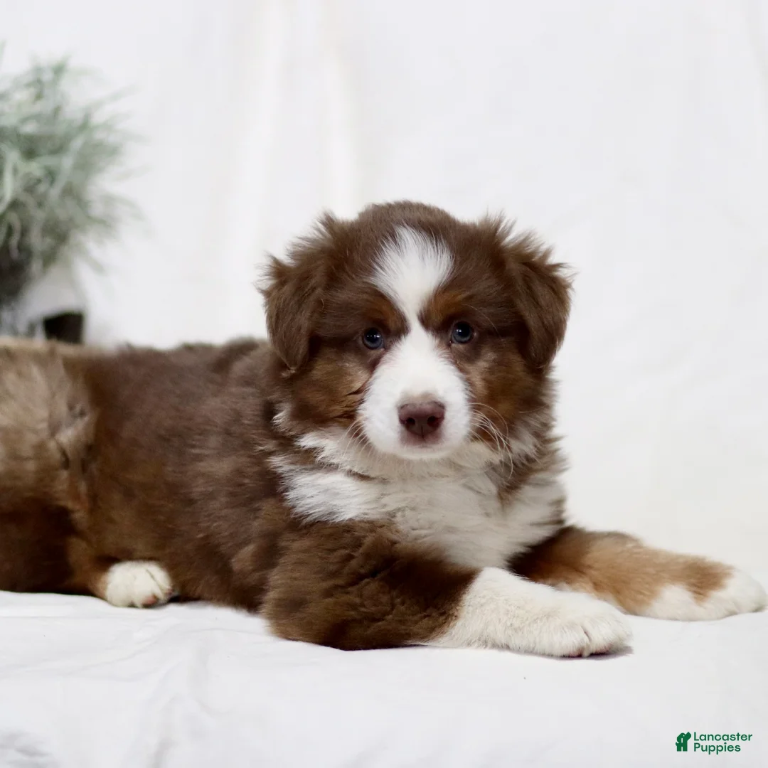 Miniature Australian Shepherd dogs for sale: Coffee - Ad 4