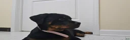 Rottweiler dogs for sale: COCO Needs a NEW HOME ❤️💙❤️ - Ad 2